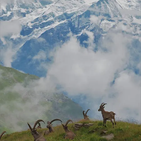 Chalet Arpitan - - Grand Massif